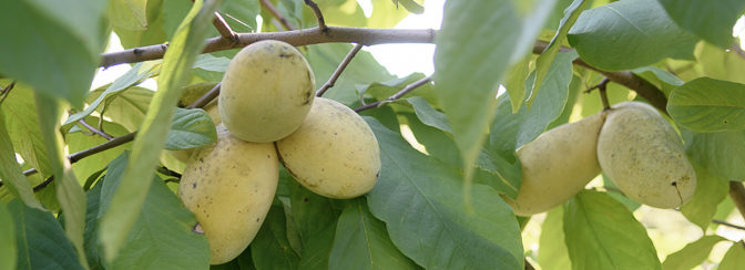 growing paw paws