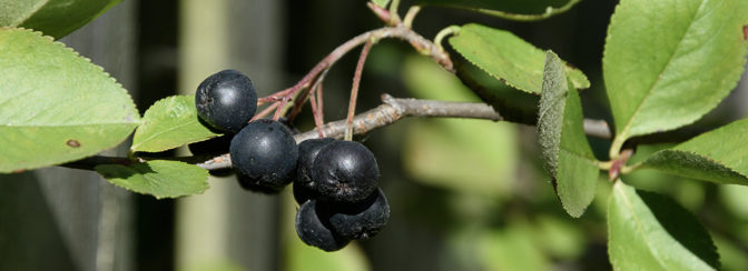 growing aronia berries
